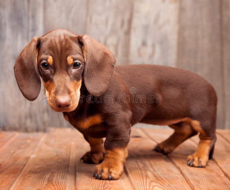 Dachshund da raça dos cachorros com fundo de madeira imagem de stock