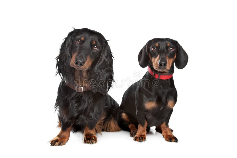 Dachshund de cabelos compridos e liso imagens de stock royalty free