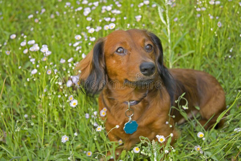 Dachshund de cabelos compridos nos wildflowers fotos de stock