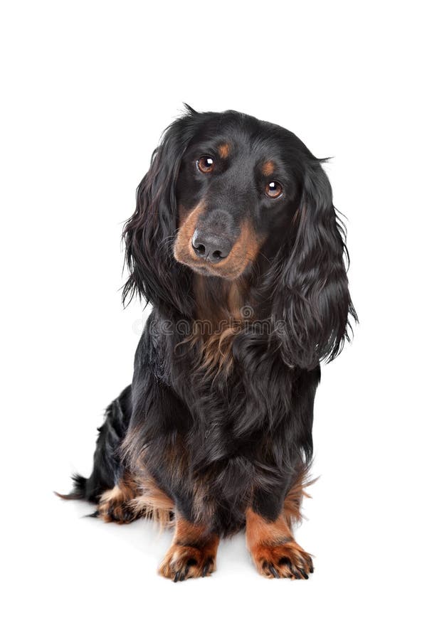 Dachshund de cabelos compridos padrão fotografia de stock