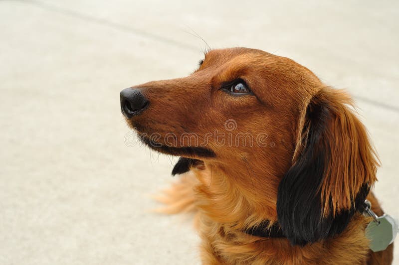 Dachshund de cabelos compridos vermelho fotografia de stock