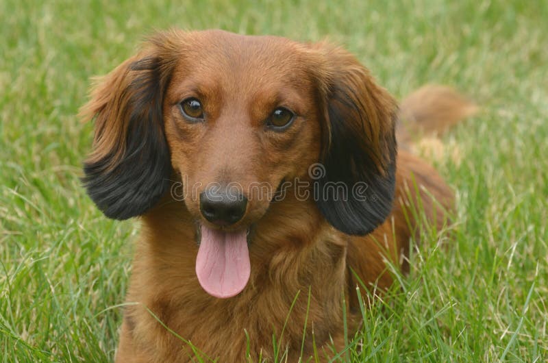 Dachshund de cabelos compridos vermelho imagens de stock royalty free