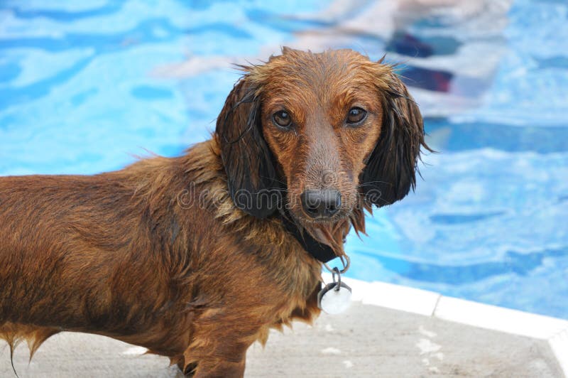 Dachshund de cabelos compridos vermelho molhado imagem de stock royalty free