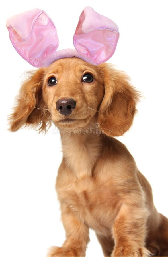 Easter bunny dachshund with a goofy expression. Easter bunny dachshund with a goofy expression.