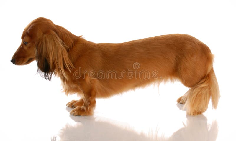 Dachshund diminuto foto de stock royalty free Dachshund diminuto foto de stock royalty free