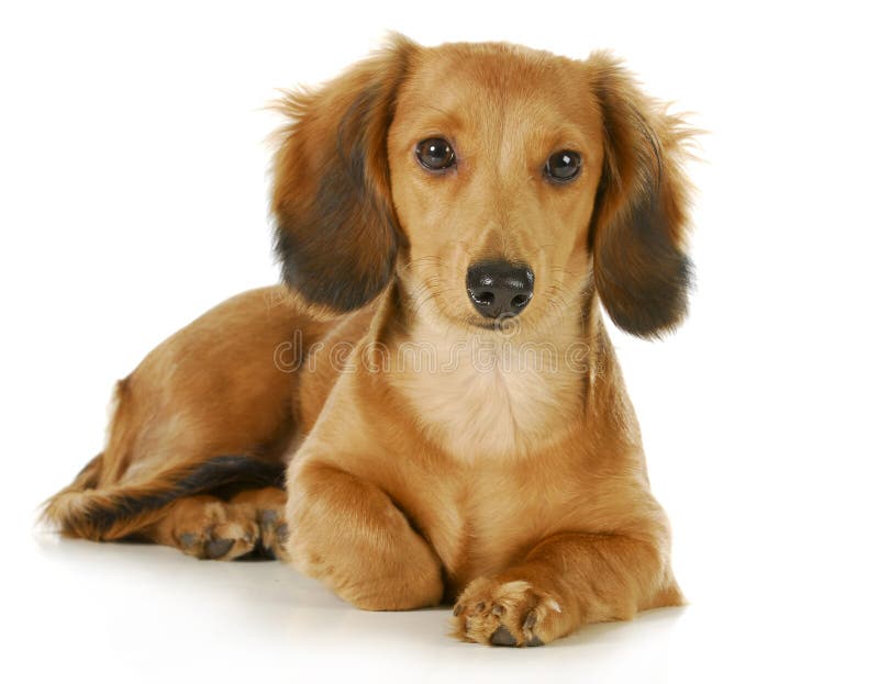 Dachshund diminuto imagem de stock Dachshund diminuto imagem de stock