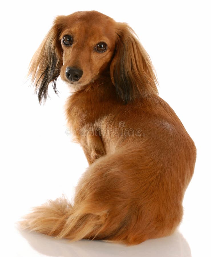 Dachshund diminuto de cabelos compridos fotografia de stock