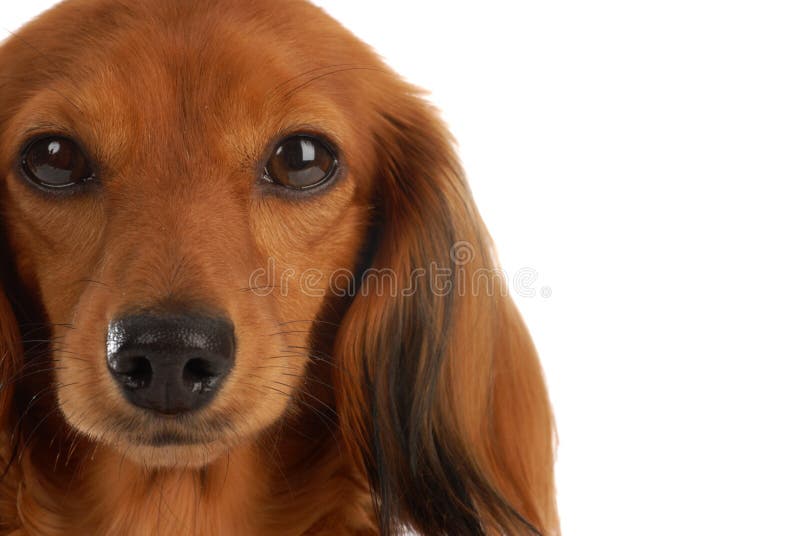 Dachshund diminuto de cabelos compridos fotos de stock royalty free
