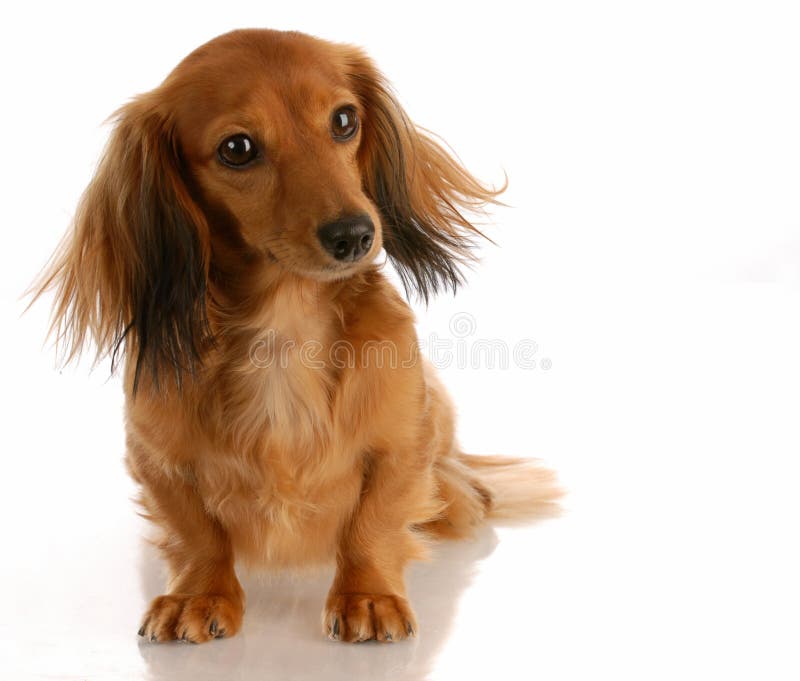 Dachshund diminuto de cabelos compridos imagem de stock
