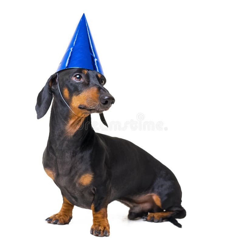 weenie dog birthday
