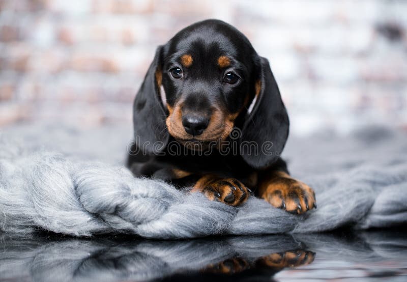 Dachshund dog black-tan