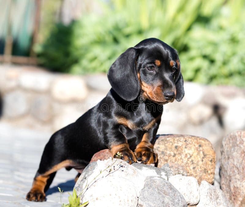 Dachshund dog black-tan