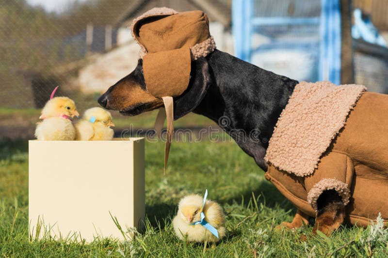 A dachshund dog dressed in warm country clothes, a sweatshirt and a hat, sniffs newborn yellow chickens that look out of a gift bo