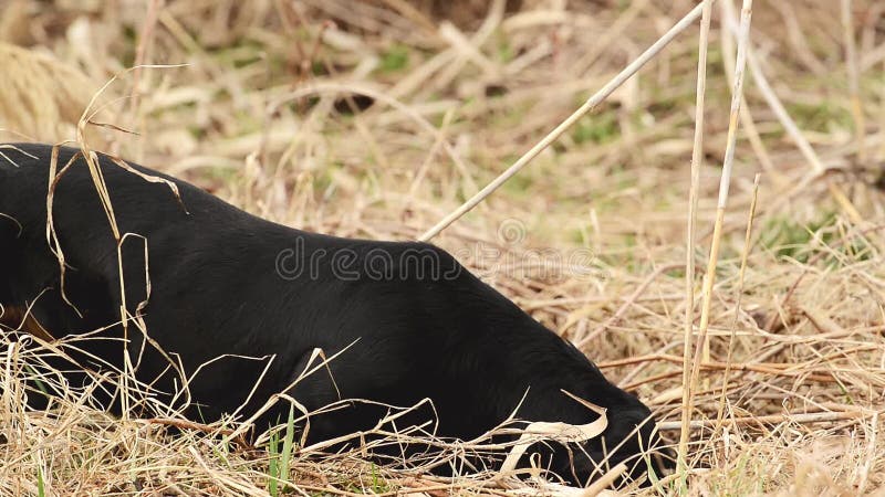 Dachshund Dog Hunting For Moles In The Garden Ground Covered With