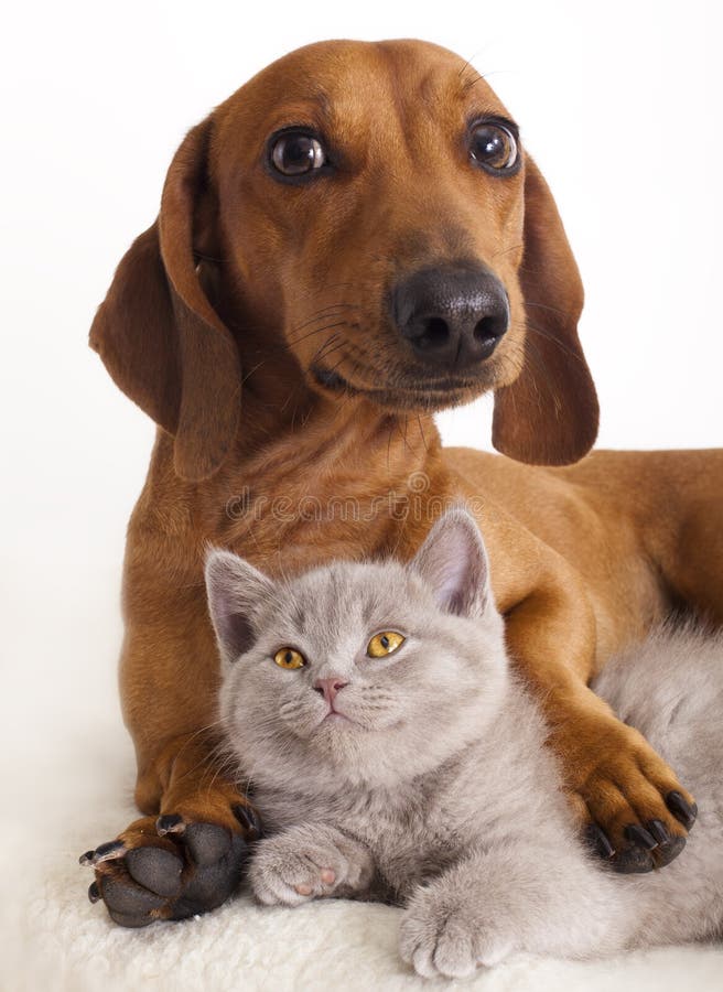 Dachshund dog and kitten