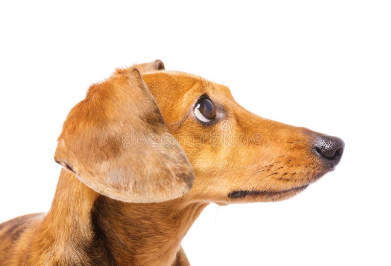 Dachshund Dog Looking at a Side Stock Photo - Image of teckel, side