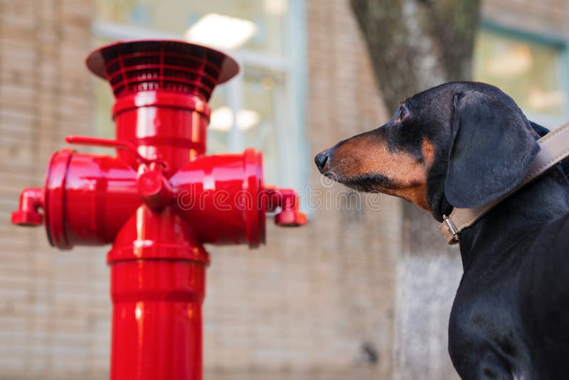 A dachshund dog looks at the red fire hydrant