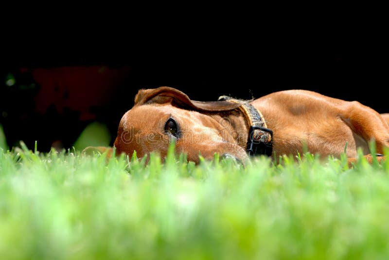 Dachshund dog lying on the grass