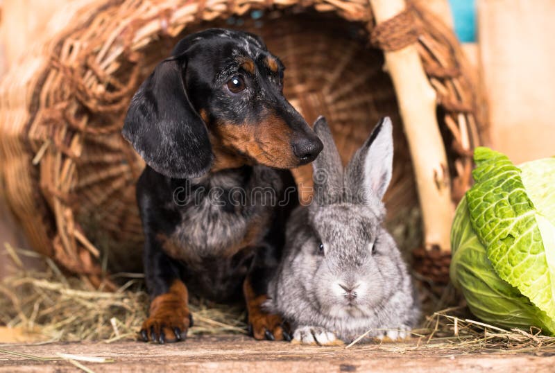 rabbit sausage dog