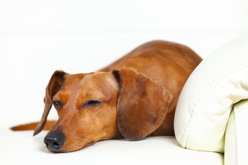 Dachshund dog sleeping stock photo. Image of sitting 24018722
