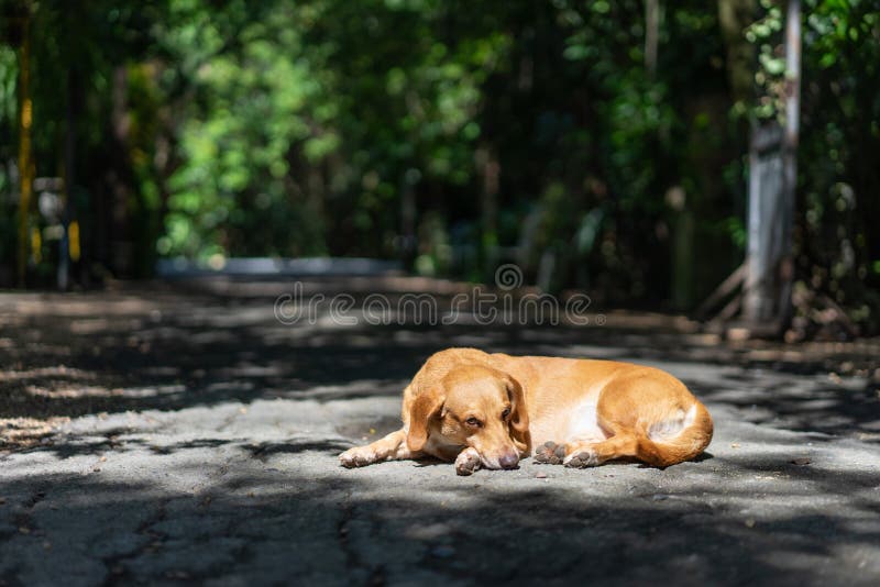 A dachshund is sleeping on the road in the park