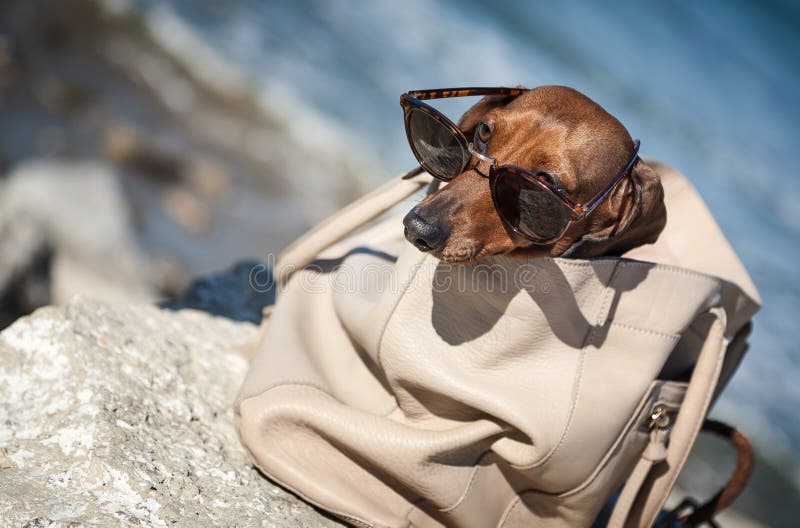 Dachshund Dog with Sunglasses at Sea Stock Photo Image of chair