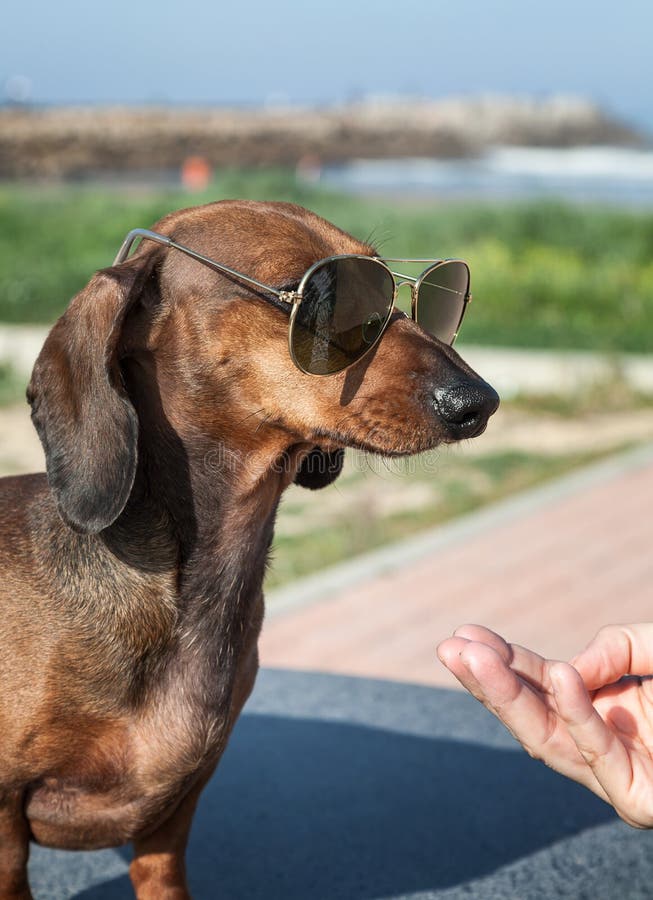 Dachshund Dog with Sunglasses and Flowers on Her Head Stock Photo