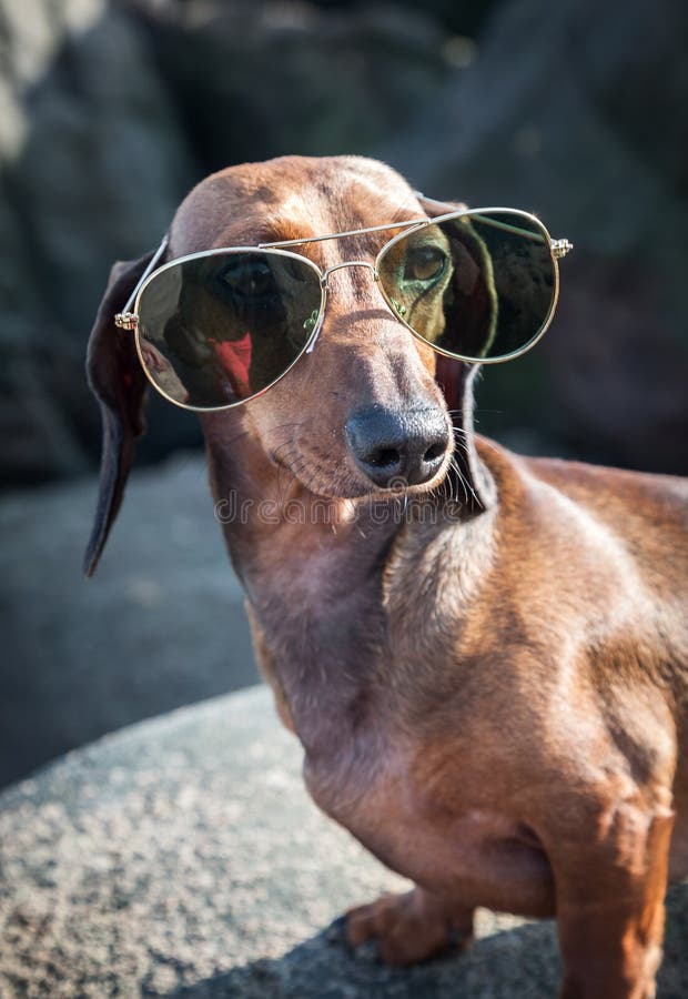 Dachshund Dog with Sunglasses at Sea Stock Photo Image of holiday
