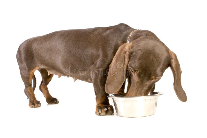 Dachshund eating