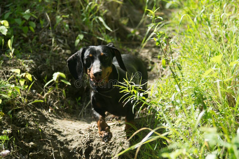 Dachshund in the forest dog stock images Dachshund in the forest dog stock images