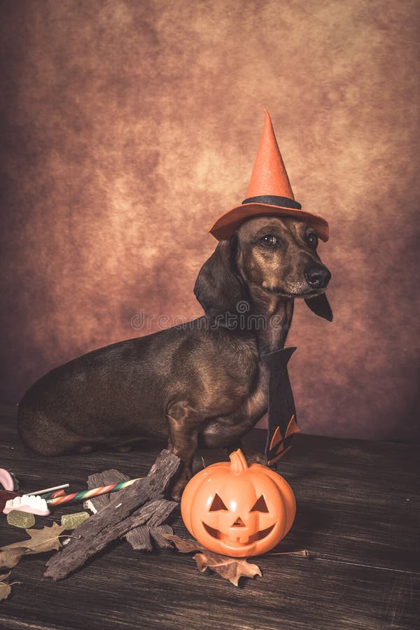 Dachshund Funny Dog Dressed for Halloween Stock Image Image of
