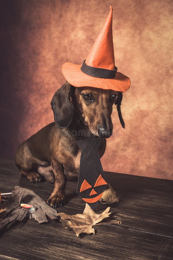 Dachshund Funny Dog Dressed for Halloween Stock Photo Image of little