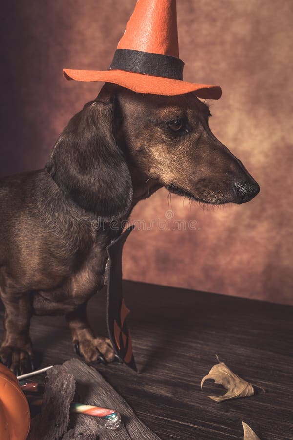 Dachshund Funny Dog Dressed for Halloween Stock Image Image of leaves