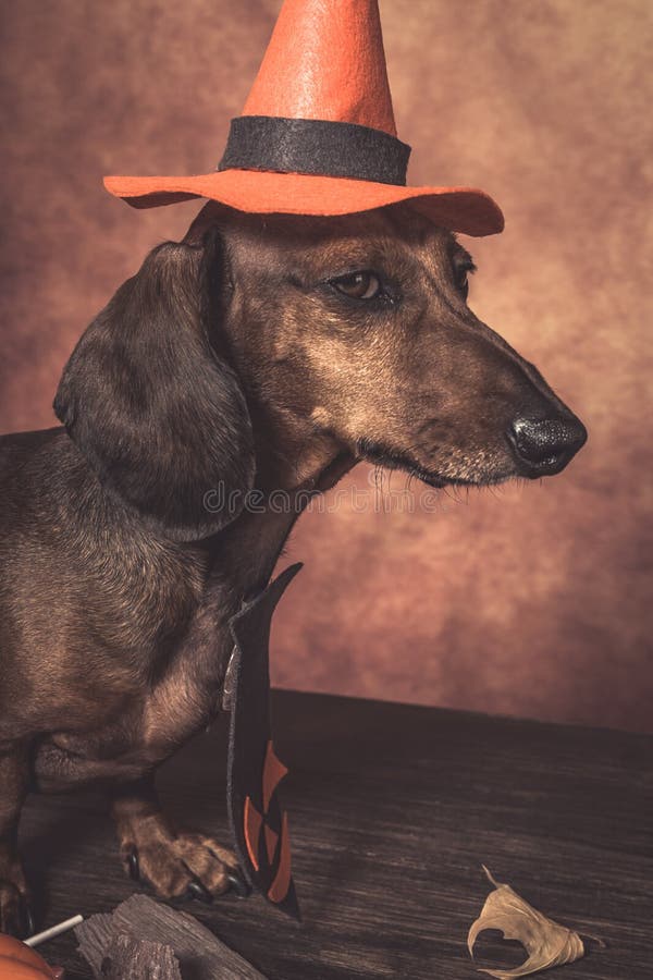 457 Dachshund Halloween Stock Photos Free & RoyaltyFree Stock Photos