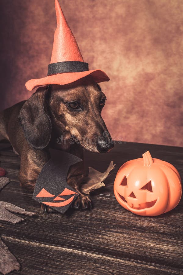 Dachshund Funny Dog Dressed for Halloween Stock Image Image of leaves