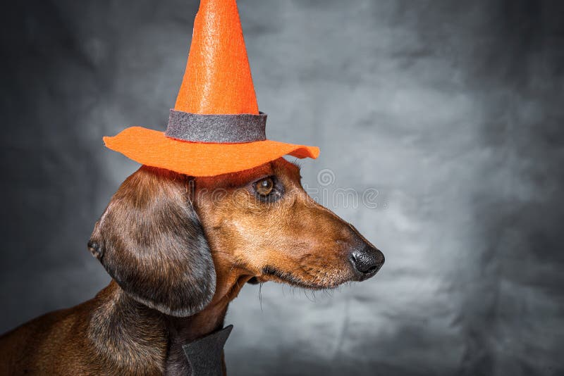 Dachshund Funny Dog Dressed for Halloween Stock Photo Image of