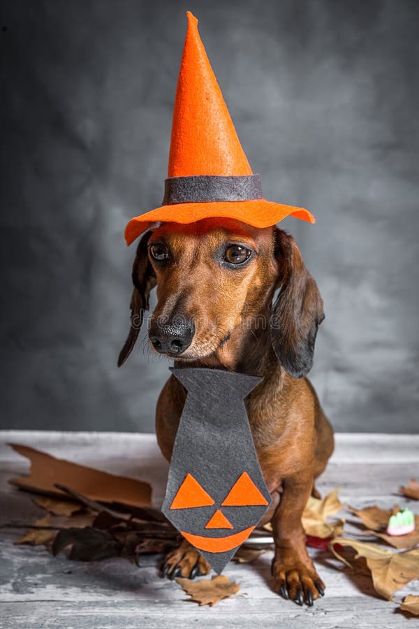 Dachshund Funny Dog Dressed for Halloween Stock Photo Image of fall