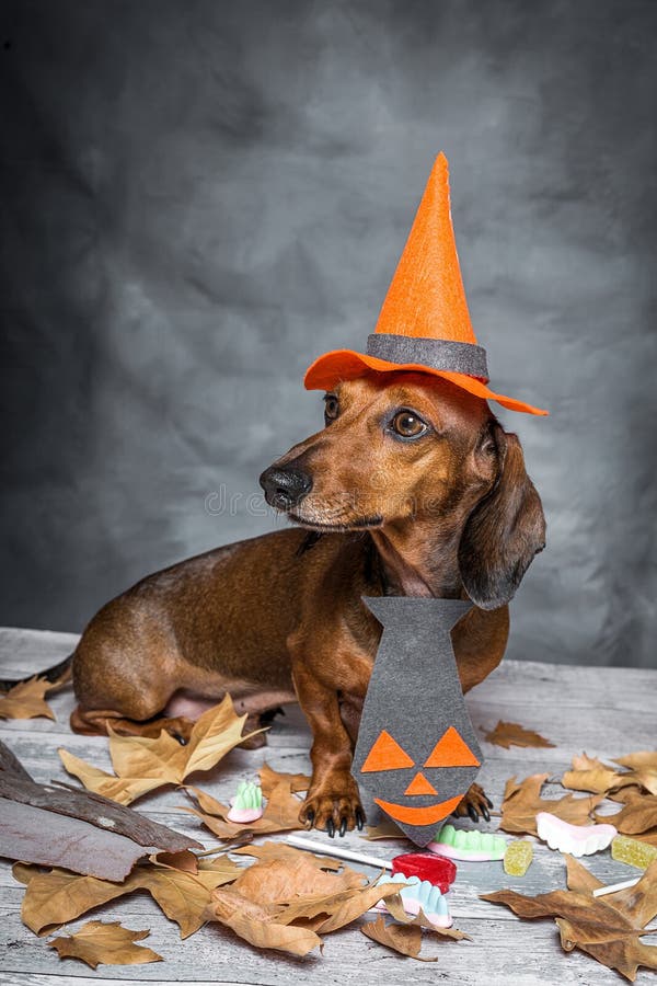 Dachshund Funny Dog Dressed for Halloween Stock Image Image of candy