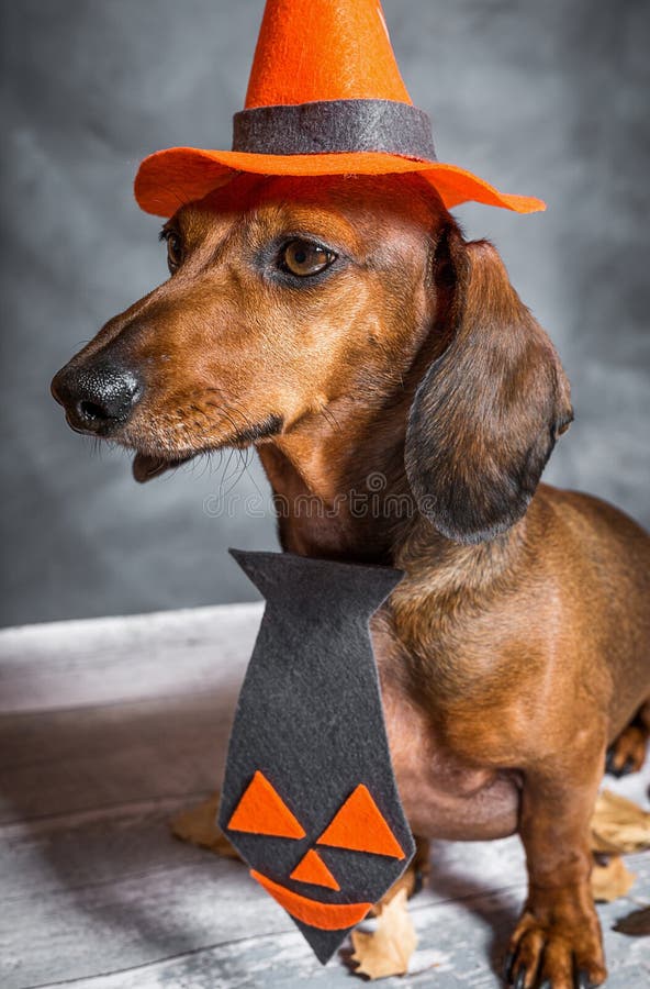 Dachshund Funny Dog Dressed for Halloween Stock Photo Image of fall