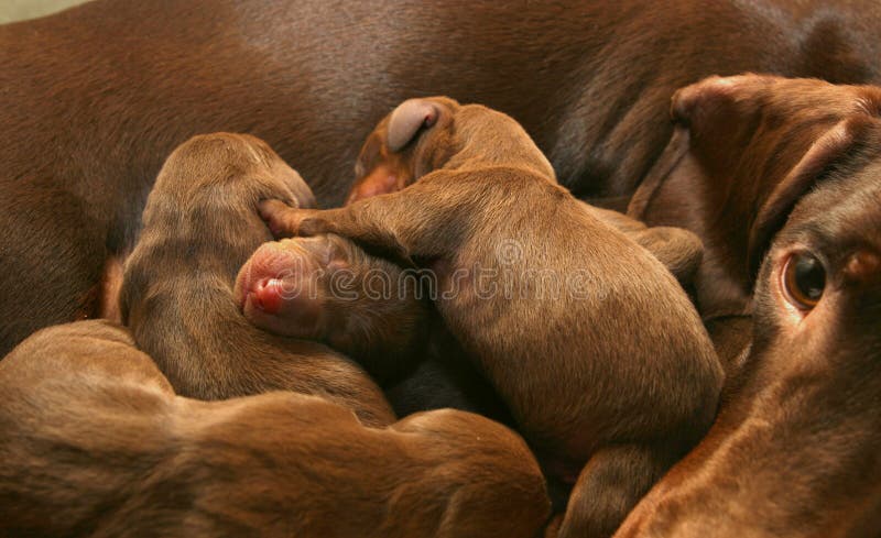 Dachshund with her puppies