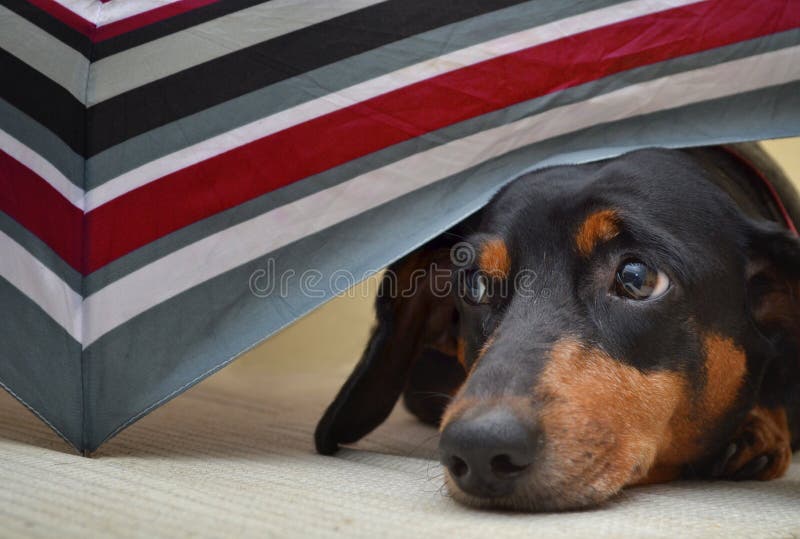Dachshund Mix Umbrella Dachshund Mix Umbrella