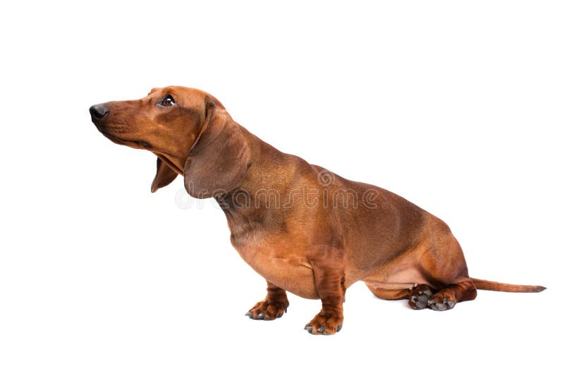 DachshundHund stockbild. Bild von tatze, spielerisch 18790289