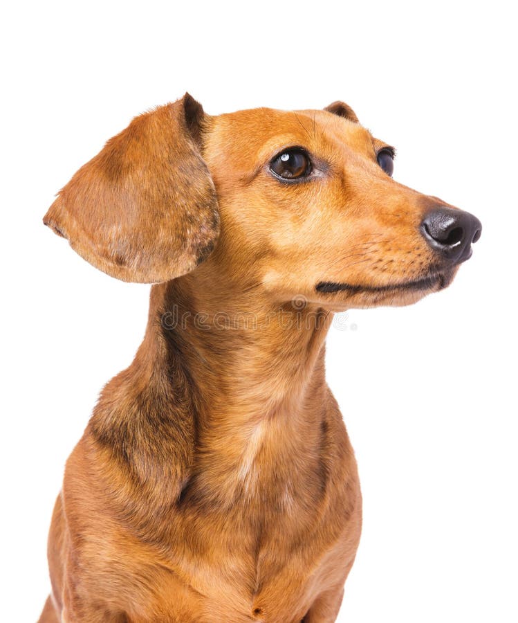 DachshundHund, Der Eine Seite Betrachtet Stockbild Bild von