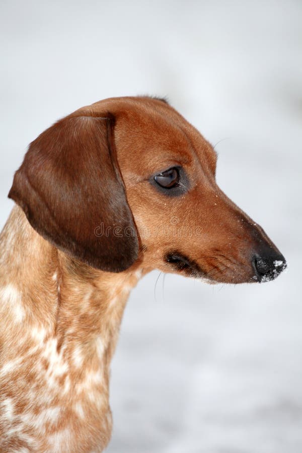 DachshundHundegescheckte Wintersaison Stockfoto Bild von brut