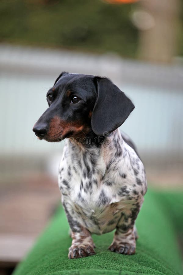 DachshundHundegescheckte Wintersaison Stockfoto Bild von brut