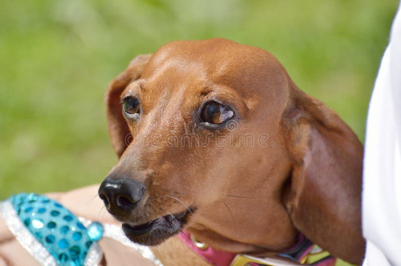 The Dachshund is a Hunting Dog Stock Photo Image of scent, character