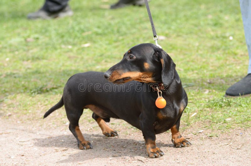 The Dachshund is a Hunting Dog. Stock Photo Image of small, brown