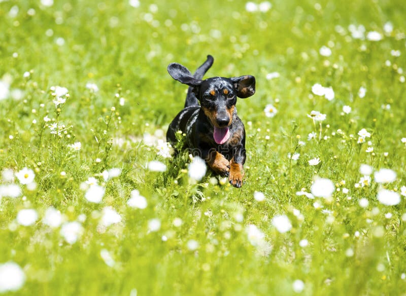 Dachshund jumping stock photo. Image of nose, brown, playful 88989934