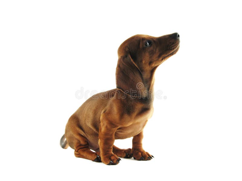 Dachshund looking up