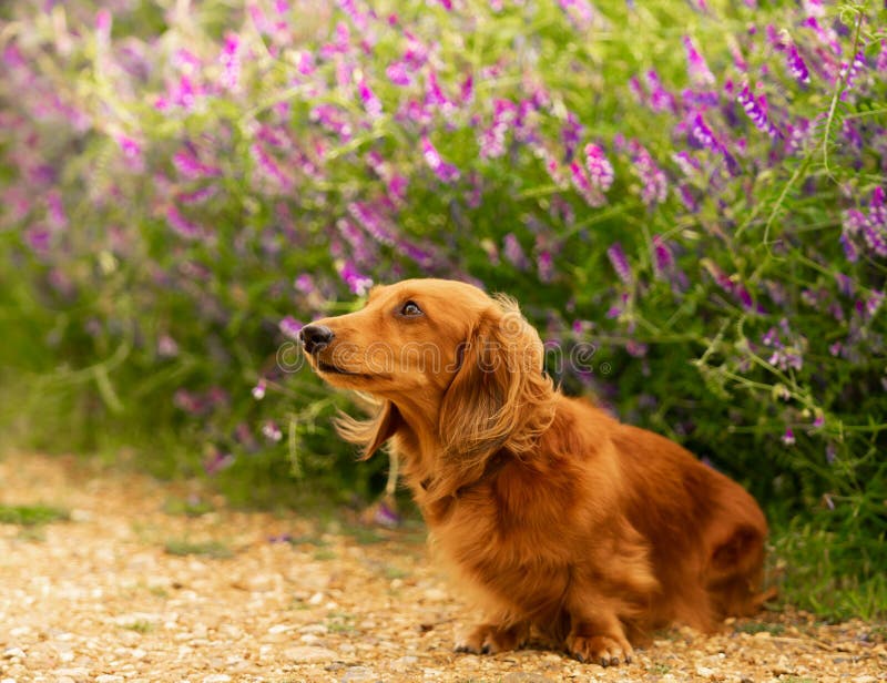 Langhaariger Hund Des Dachshund Stockfoto Bild von jagd, klein 10419106